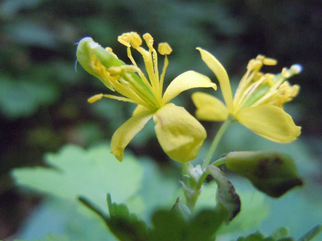 Chelidonium majus